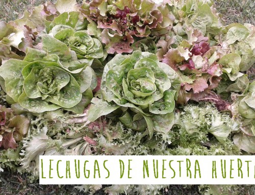 LECHUGAS DE NUESTRA HUERTA